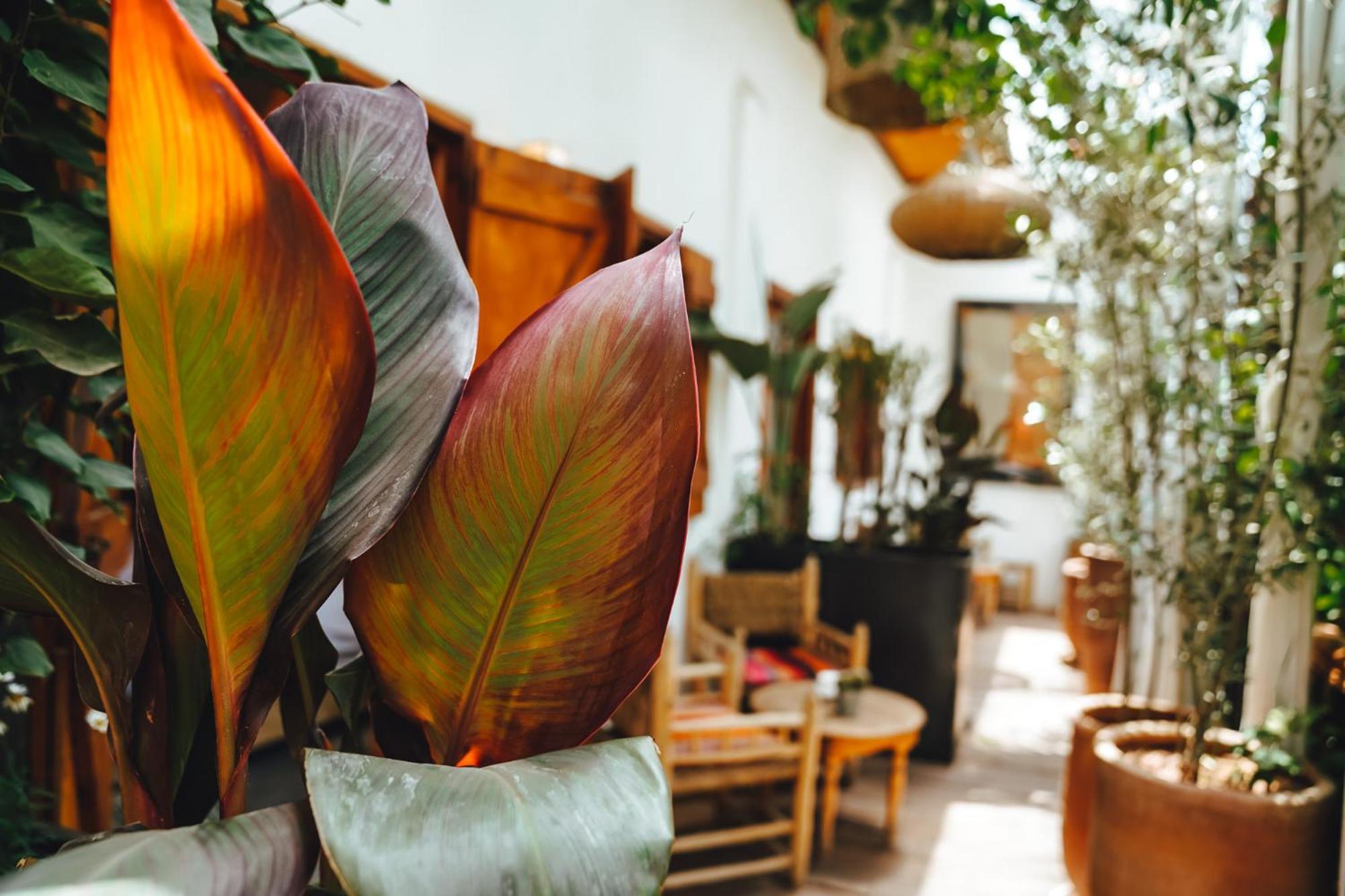 La Ferme Medina Hotel Marrakesh Eksteriør billede
